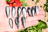[10] CHARGED Baby Moroccan Orthoceras Fossil Pre-drilled Pendants DIY Jewelry