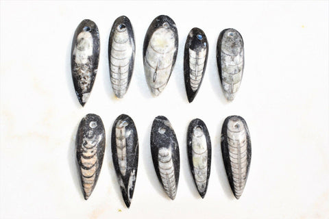 [10] CHARGED Baby Moroccan Orthoceras Fossil Pre-drilled Pendants DIY Jewelry